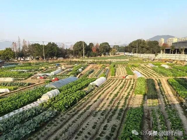 温州园博园将于2月试运营！走，上老虎山看南园北园是什么模样！