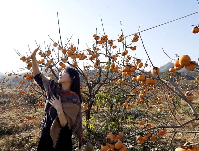 柴桑区新塘乡胡桥村：千亩柿红引客来