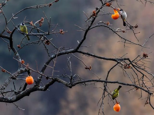 成县晚秋，是藏在秦岭南麓的色彩诗行
