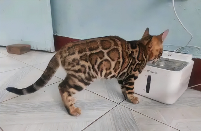 禁止私自饲养！湖南女子废木料里发现4只，养半月后匆忙上交