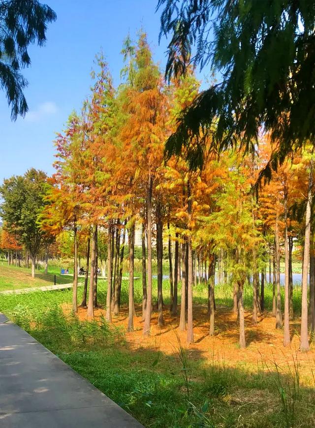 秋色斑斓美如画