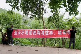 收购李子不限量，四川90后“李子哥”的底气从何而来？图片