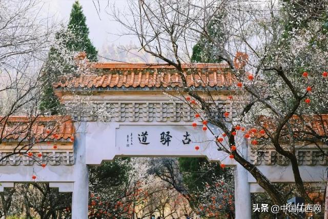 梅花开了！江西这些赏梅胜地太好拍