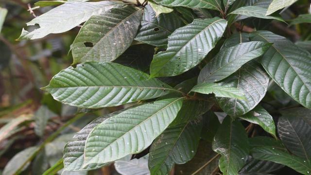 首次发现仅3株	，25年云南又发现2株，网友：不稀奇，老家遍地都是