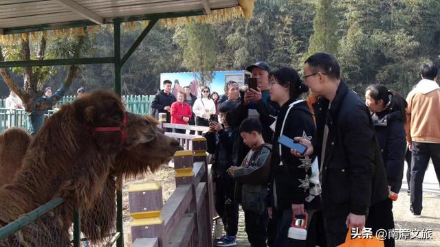 走吧！和朱迪尼克组团，解锁冬日南漳的“动物城”奇遇