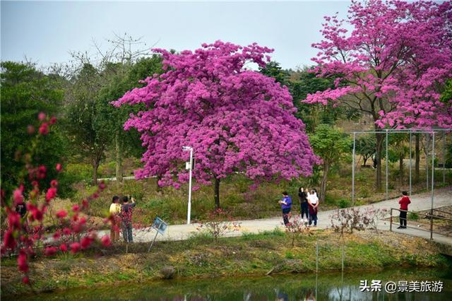 春暖花开广东景区迎客忙，佛山卡玛花海喜迎新春客流高峰