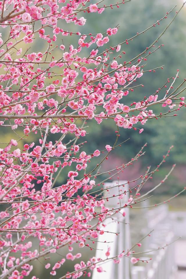 不用等春节！黄陂梅花开了，速来 !
