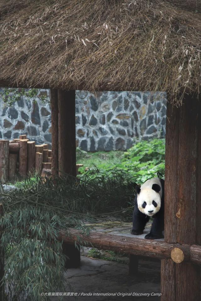 秋假福利持续至本周末！免票游雅安的快乐要一接再接！