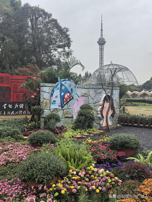 武进新天地公园菊花展 乡村田园风 今年又不同