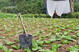 “粪水浇菜”延续千年！专家：用粪水浇种的蔬菜不能吃，这是为啥图片