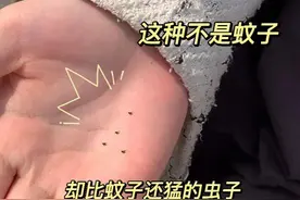 卫生间都是“小黑虫”咋办？别用手拍！教你一招，立马变干净！图片