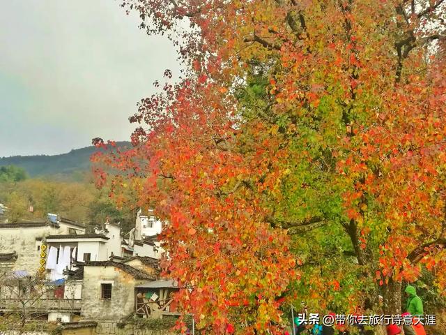 黟县塔川村初冬时节，一地落叶也是五彩斑斓