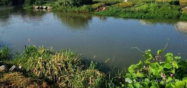 孙家东：家乡的那山、那集、那庙湾