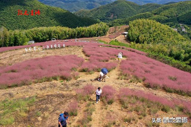 定了！假日就来这儿：游古村，赏粉黛花海
