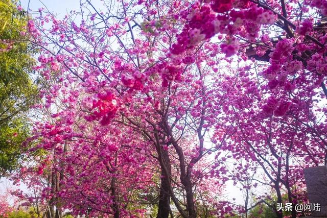 大理赏樱拍照不用去校园和景区,三月街的这座无名凉亭就很出片