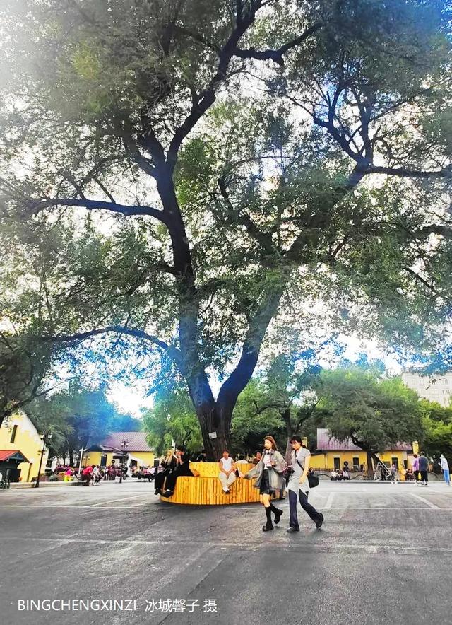 徜徉花园街区：与哈尔滨的温柔时光重逢