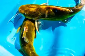 解析昂刺鱼生活习性及钓位选择，只有了解它，才能钓好它，速看图片