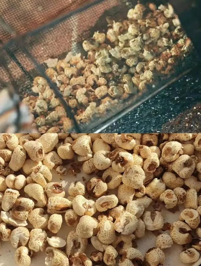 白鹿暖阳 原上慢享 白鹿原影视城首届冬日休闲季 将于11月27日暖心启动~