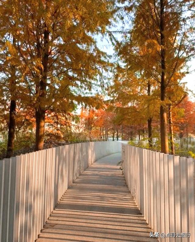 成都旅游真厉害，水杉红又被国际“种草”，这5处超级壮观！