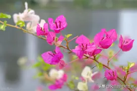 怎样让三角梅快速复花，揭开三角梅复花的秘密，三角梅的养护方法图片