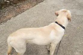 拉布拉多犬究竟长到多大才会变乖？图片