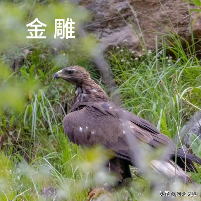 哎呀,一不小心,就闯入了动物精灵的世界