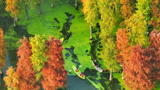 1元直达红杉秘境 临安限定公交专线串联湖光林影