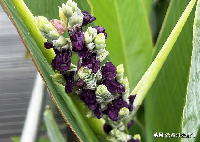 成都，最不可小看的公园，雨中超美，凉风阵阵，公共交通直达！