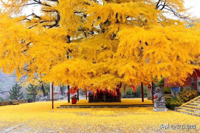 就在下周！潍坊安丘这里，即将美成巅峰！