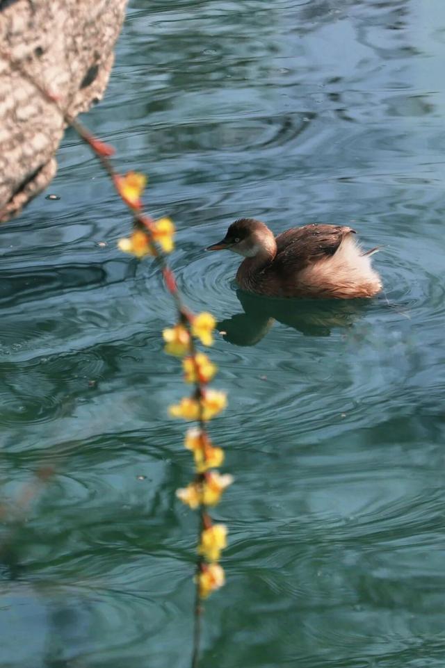 2025四季巡礼！100位寻美客邀你共绘最美泉城图鉴