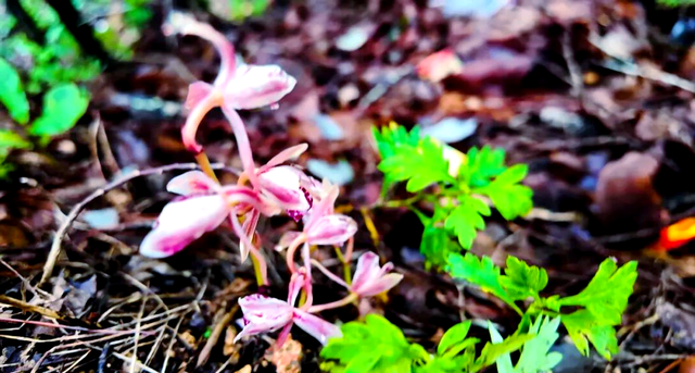 一年仅出现几天！24年四川首次发现“隐身”植物，遇见堪比中彩票