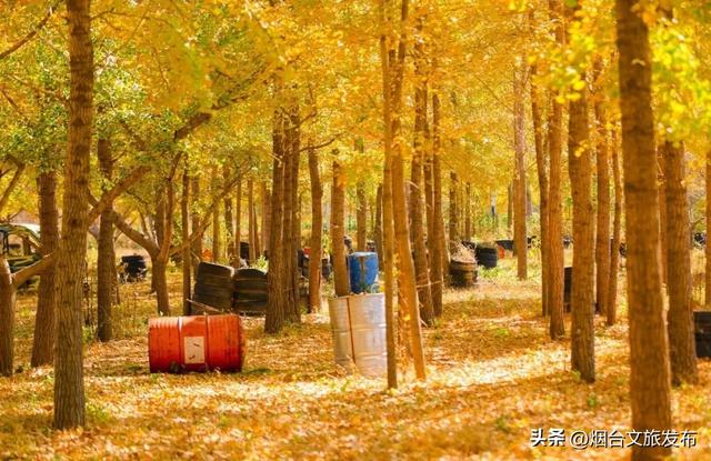 【乐游烟台】十月好去处丨别眨眼！接下来的烟台美到封神