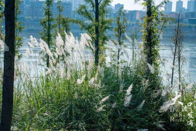 梦幻绝美!大渡口藏着一大片芦苇花海,现在去正好