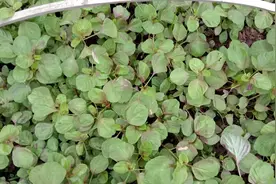 汉产红苋菜持续走俏图片