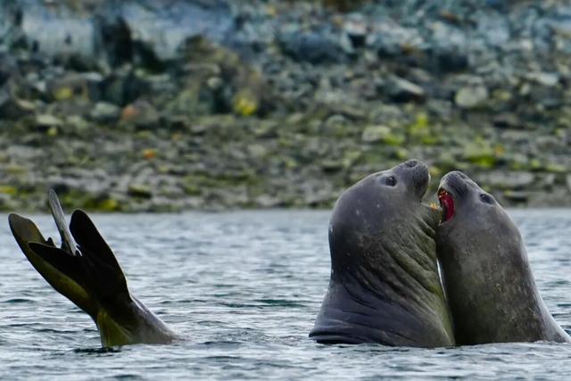 一生一次，2027年出发！41天南极半岛包船登陆，南美4国狂野自驾