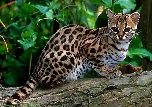 禁止私自饲养!湖南女子废木料里发现4只,养半月后匆忙上交