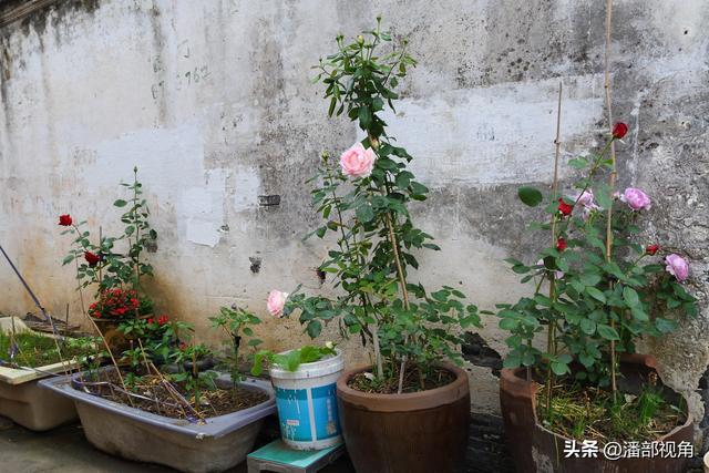走走看看，无锡的张泾老街