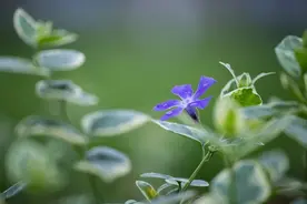 男人只暧昧不出轨是什么心理？图片