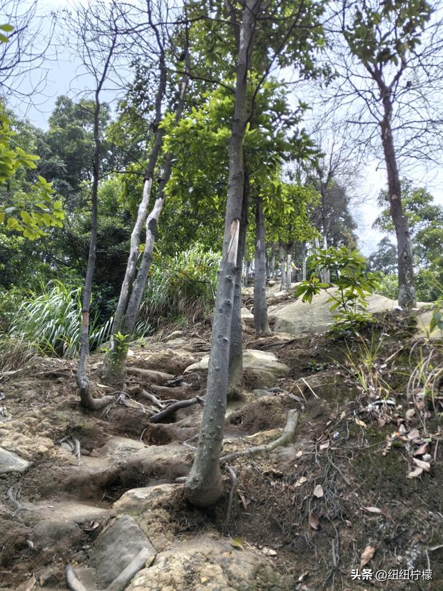 爬山，要量力而行，安全第一，爬歌乐山911更需如此