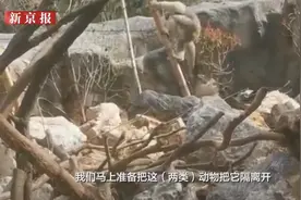 视频曝光！动物园里，孔雀开屏遭猴子拔毛！混养模式再遭质疑…图片