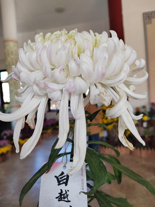 甘州府城菊花飘香