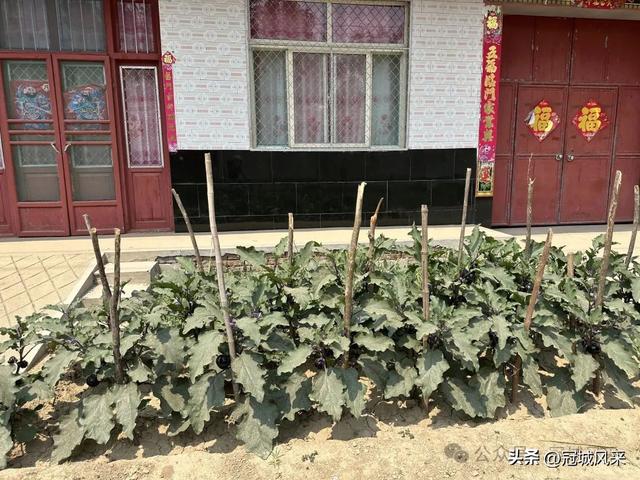 冠县乡韵·柳林镇三里屯村