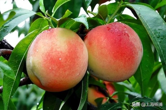 “沪派江南”复兴市集开张啦！本周六，登岛逛吃玩