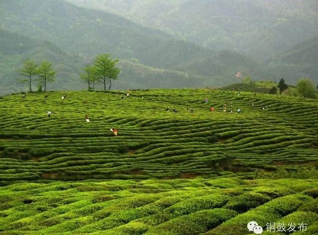 亲爱的铜鼓,邀“醴”与我“铜”行