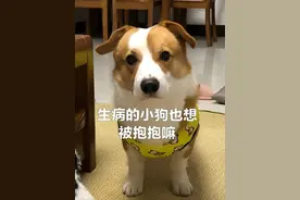 兽医提醒：狗这些表现是狂犬病，要注意了图片