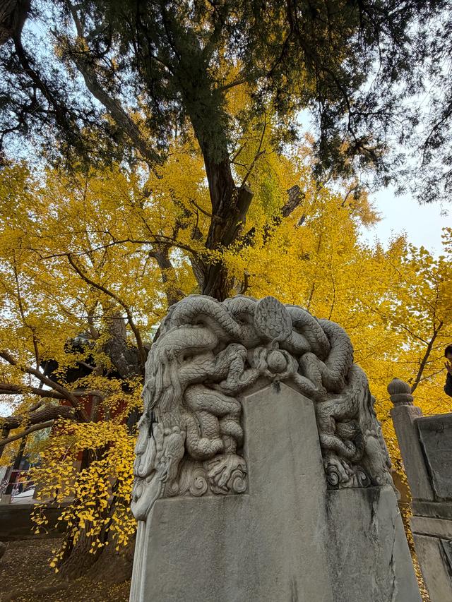 甘撒金缕苒秋寰