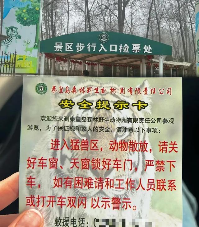 游客在猛兽区下车,遭老虎跟随