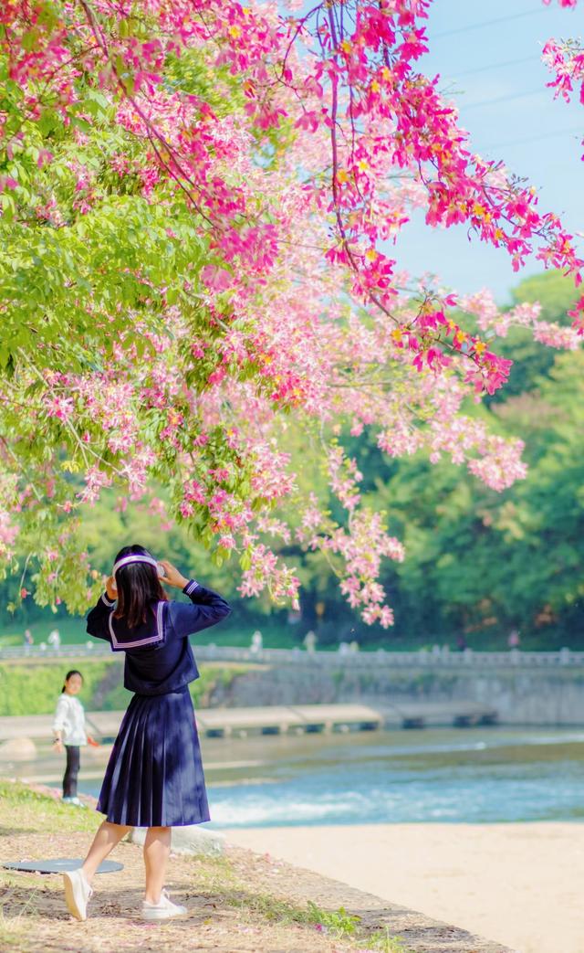 寻觅秋冬季粉色浪漫：深圳十个邂逅异木棉花开的地方