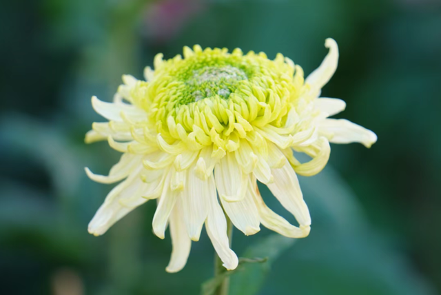 年度金秋盛宴来了，武汉城建集团邀您逛菊展、赏名菊、拍美照！