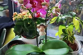 客厅别养5类花，再喜欢也要移出去，以免造成“花旺人不旺”图片